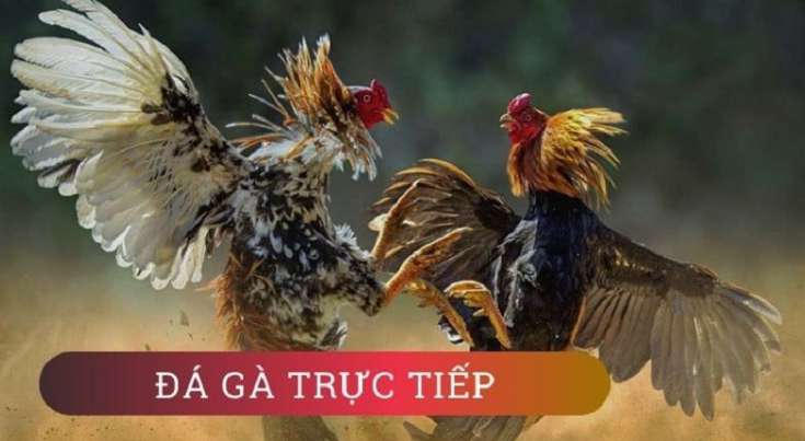 Đối chiếu thông tin thay vì suy đoán - Do99
